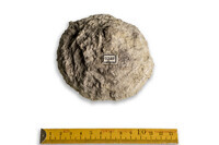 F 09749
<br/>
<br/>
<em></em>